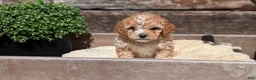 Cockapoo dogs for sale: Lando  - Ad 12