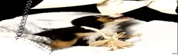 Australian Shepherd dogs for sale: Dj (black tri)(male) - Ad 4