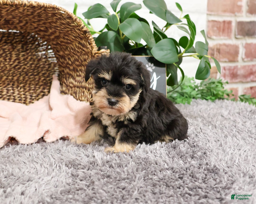 Miniature Schnauzer dogs for sale: Isabella - Ad 3