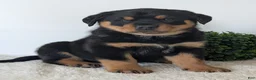 Mixed Breed dogs for sale: Tank - Ad 14