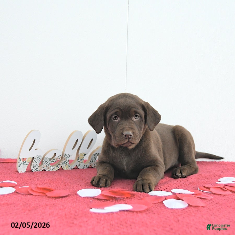 Labrador Retriever dogs Aurora - Ad 2