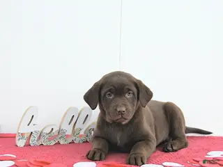 Labrador Retriever dogs Aurora - Ad 2