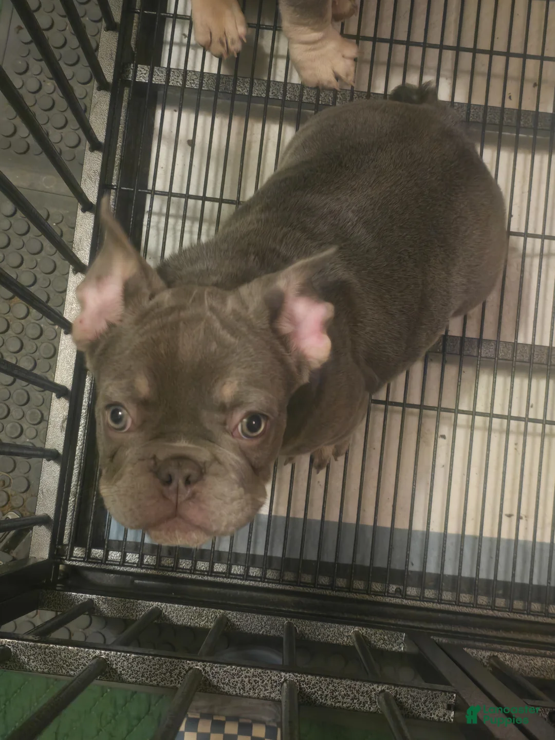 French Bulldog dogs for sale: French Bulldog Puppy 1 - Ad 2