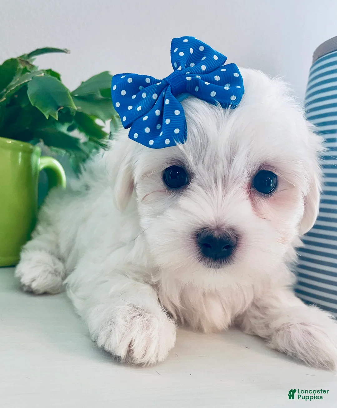 Maltese dogs for sale: Toy sized Anya - Ad 1