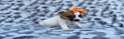 Jack Russell Terrier dogs for sale: Blakeleigh - Ad 4