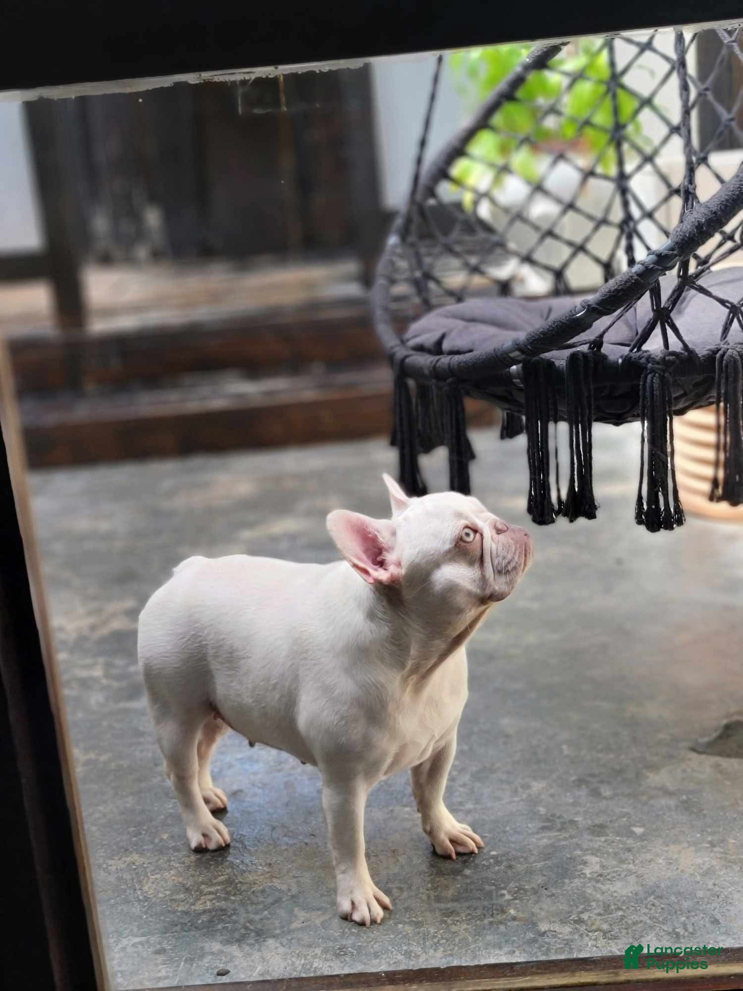 French Bulldog dogs French Bulldog Puppy 3 - Ad 2