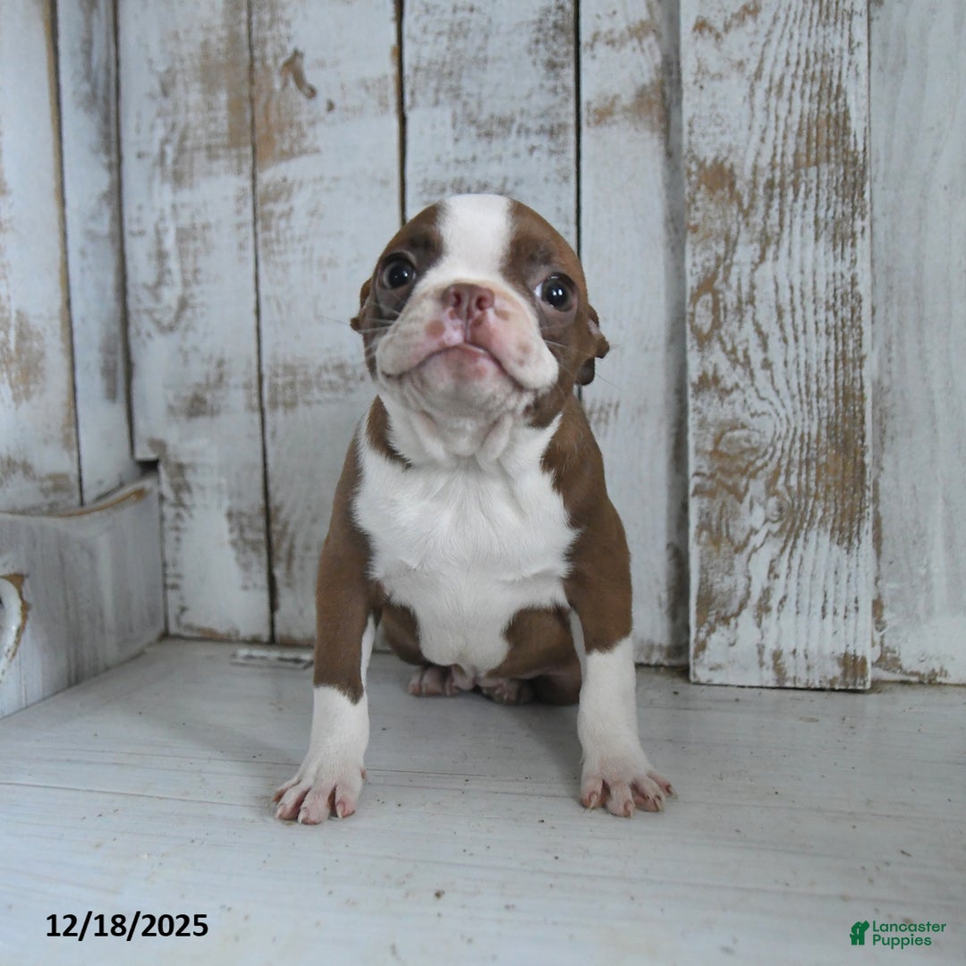 Boston Terrier dogs for sale: Holly  - Ad 1