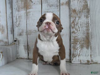 Boston Terrier dogs Holly - Ad 42