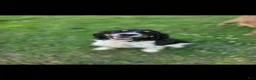 English Springer Spaniel dogs for sale: Rubble - Ad 2