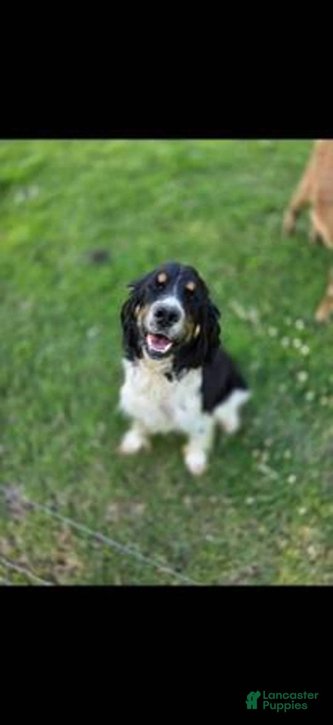 English Springer Spaniel dogs for sale: Rubble - Ad 2