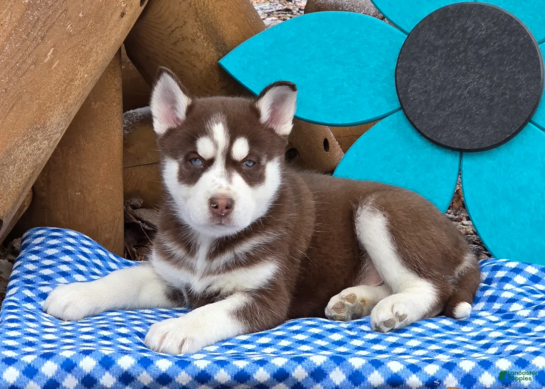 Siberian Husky dogs for sale: Tyson - Ad 4