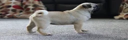 Pug dogs for sale: Champion Polly - Ad 3