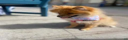 Pomeranian dogs for sale: Pomeranian 2 - Ad 2