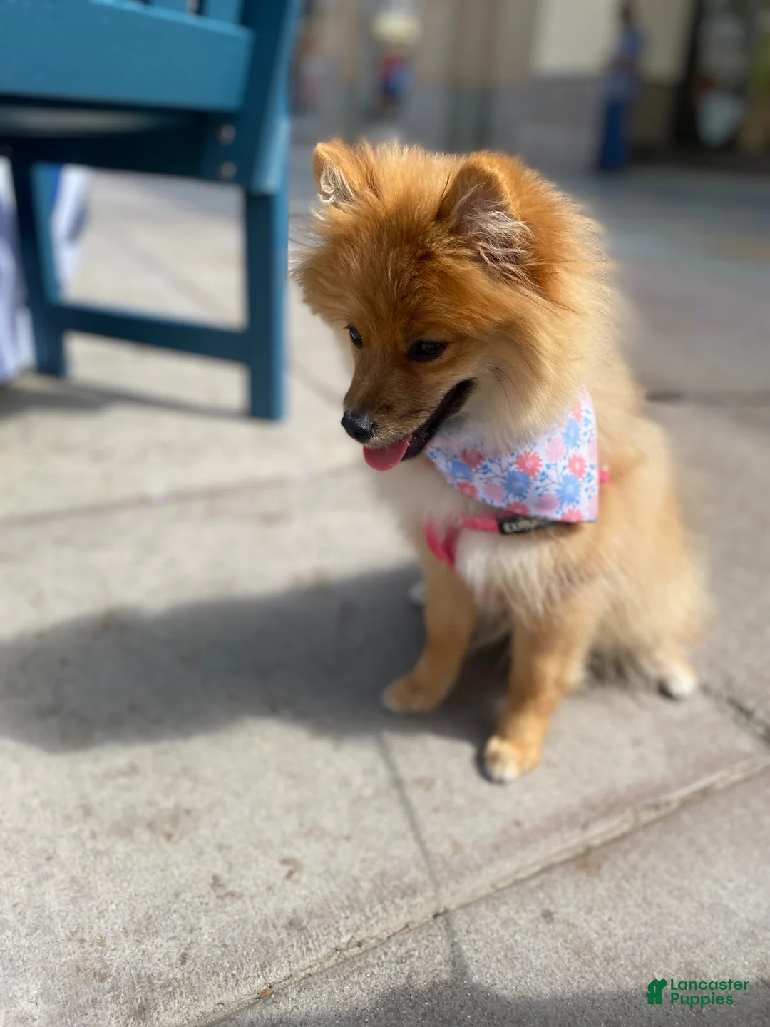 Pomeranian dogs for sale: Pomeranian 2 - Ad 2