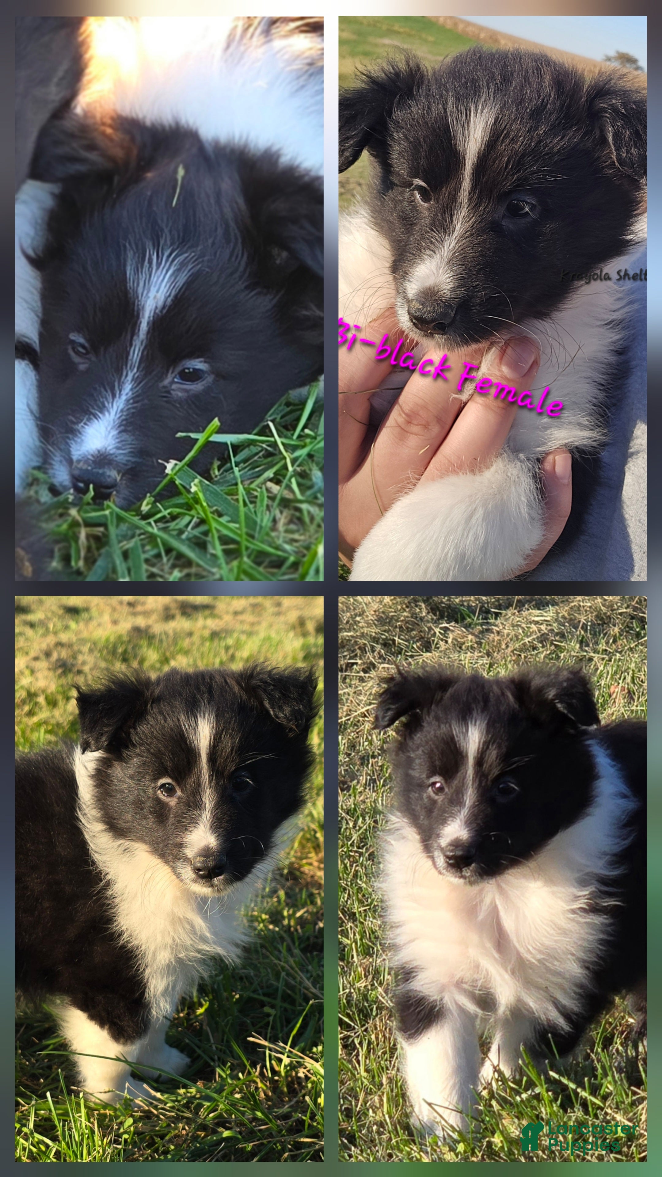 Shetland Sheepdog dogs for sale: HONEY - Ad 31