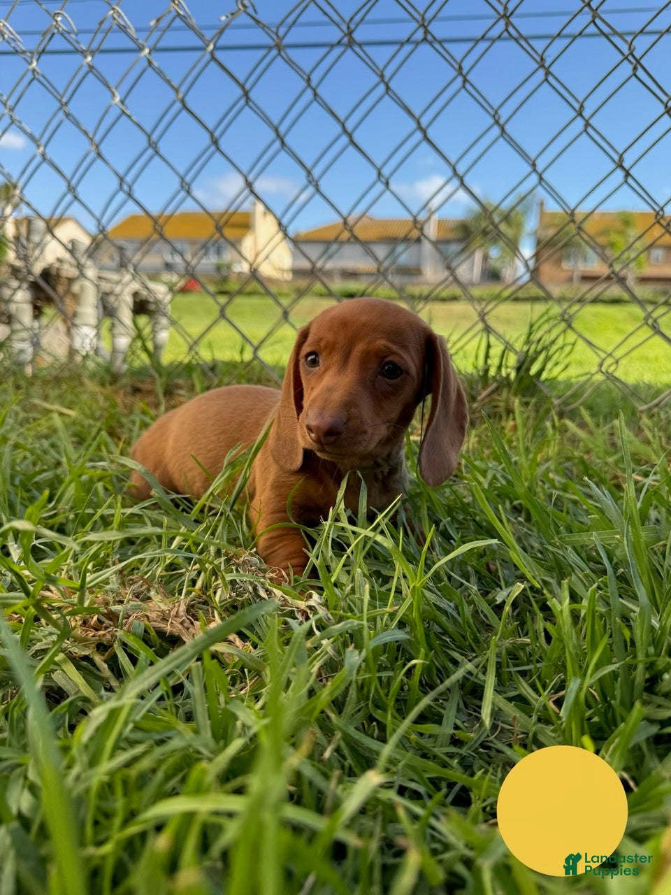 Miniature Dachshund dogs Toy Dachshund Female 1 - Ad 2