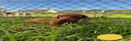 Miniature Dachshund dogs for sale: Toy Dachshund Female 1 - Ad 2