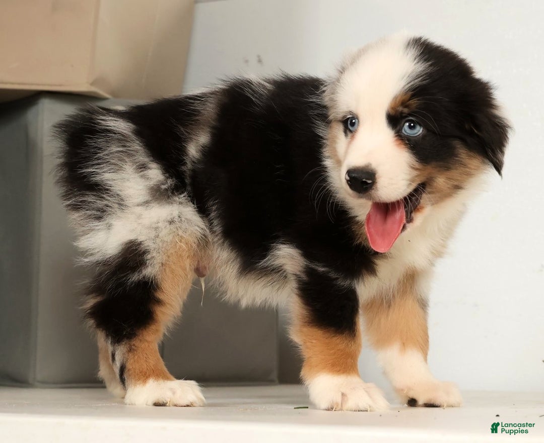 Miniature Australian Shepherd dogs for sale: Dexter - Ad 1