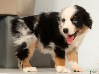 Miniature Australian Shepherd dogs Dexter - Ad 9