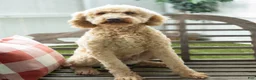 Goldendoodle dogs for sale: Penelope - Ad 4