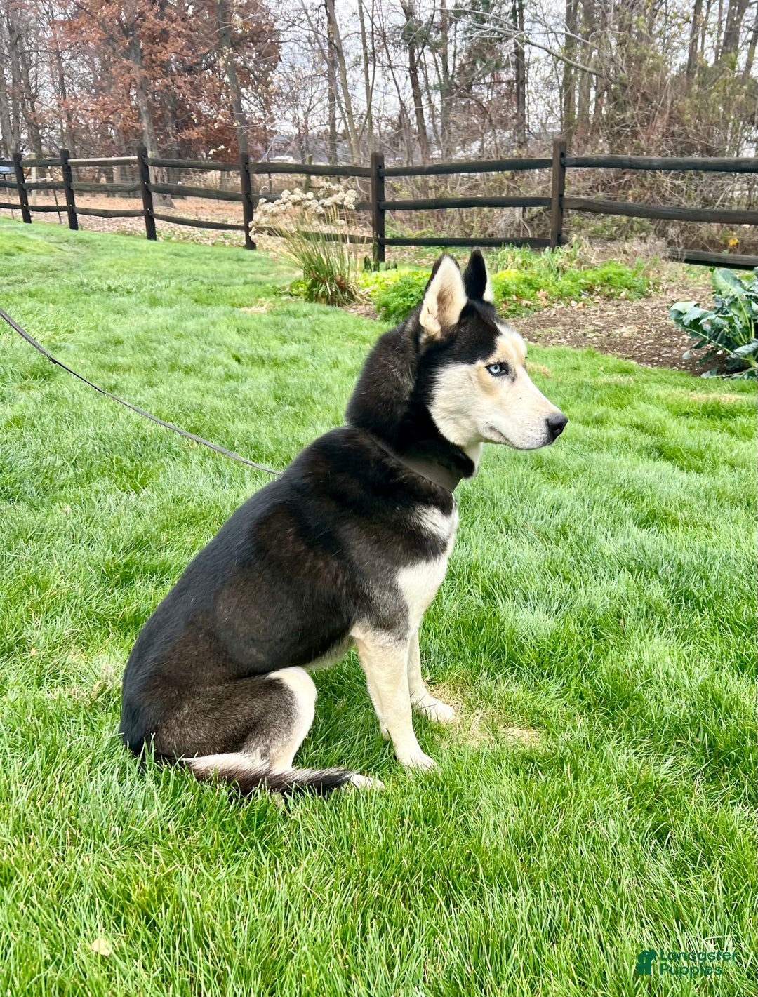 Siberian Husky dogs for sale: Midnight  - Ad 5