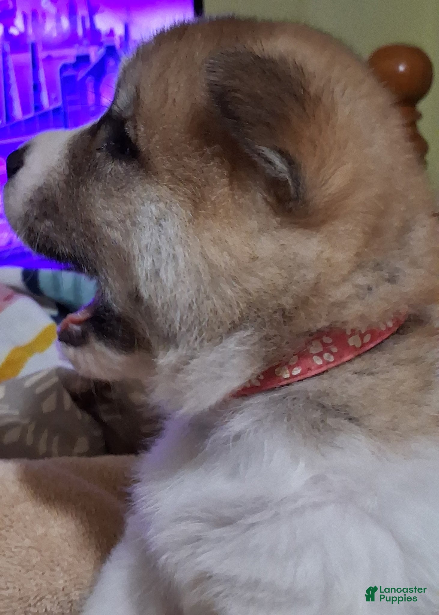 Akita dogs Cypress - Ad 2