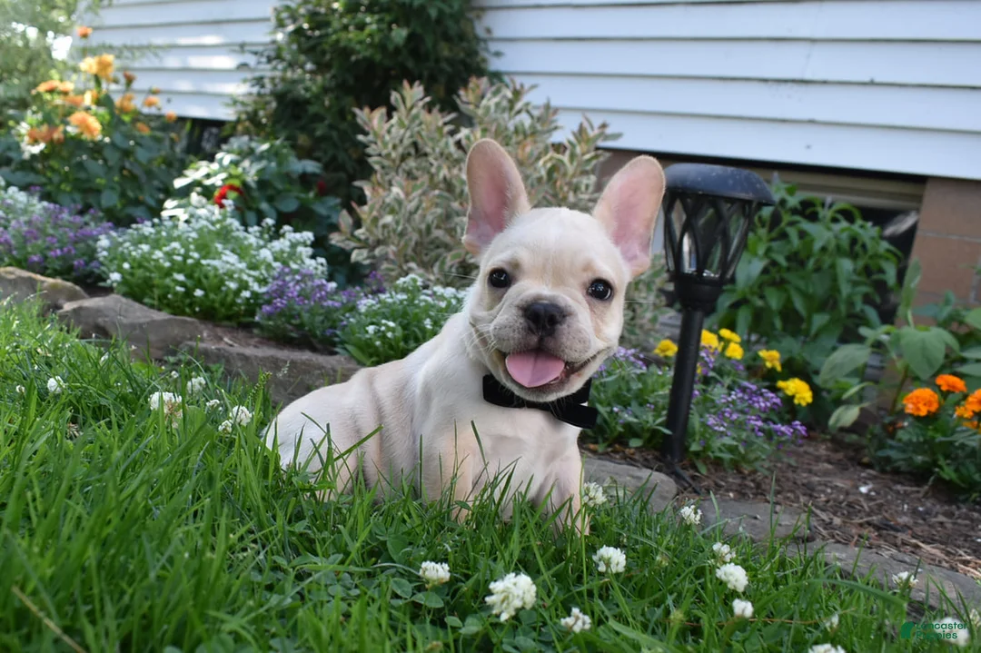 French Bulldog dogs for sale: Sarge  - Ad 1