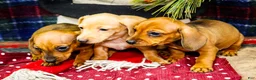 Miniature Dachshund dogs for sale: Tammy - Ad 11