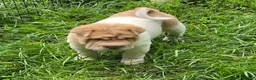 Shar Pei dogs for sale: Leo lilac flower brush mini - Ad 3