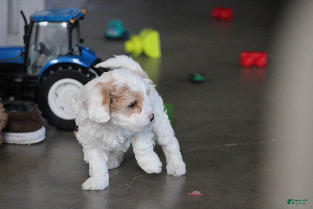 Cavapoo dogs for sale: Theo - Ad 4