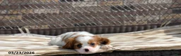 Cavalier King Charles Spaniel dogs for sale: Max - Ad 4