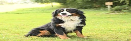 Bernese Mountain Dog dogs for sale: Pearl - Ad 7