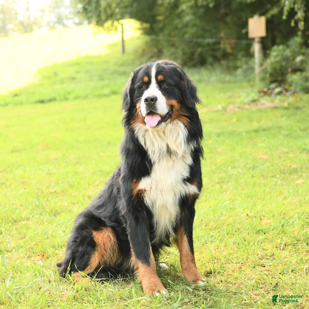 Bernese Mountain Dog dogs for sale: Pearl - Ad 7