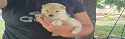 Shiba Inu dogs for sale: Crosby - Ad 14