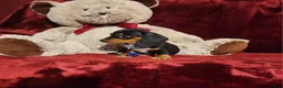 Miniature Dachshund dogs for sale: JASPER  - Ad 8