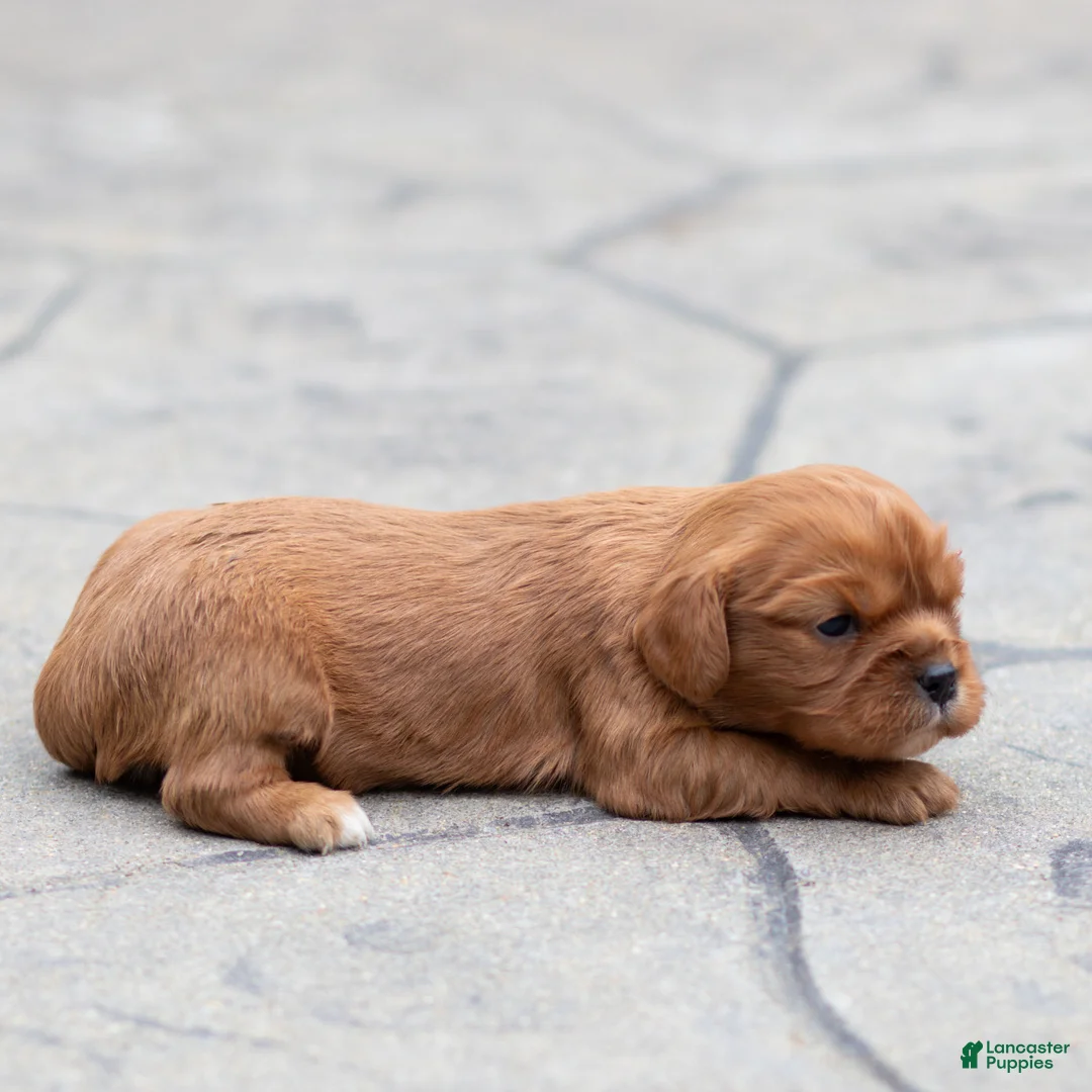 Cavalier King Charles Spaniel dogs for sale: Pearl Cavalier King Charles Spaniel Puppy  - Ad 2