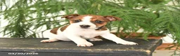 Jack Russell Terrier dogs for sale: Joyce - Ad 5