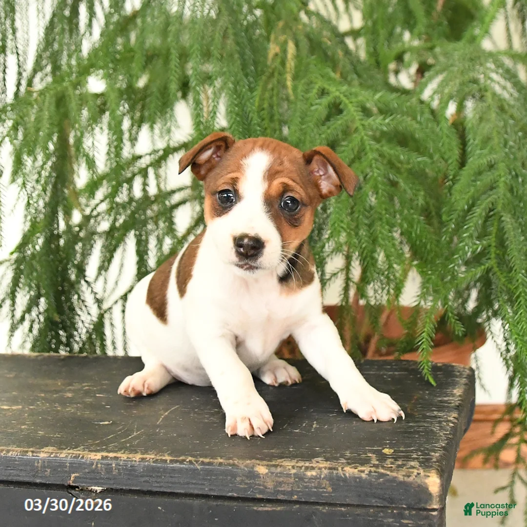 Jack Russell Terrier dogs for sale: Joyce - Ad 5