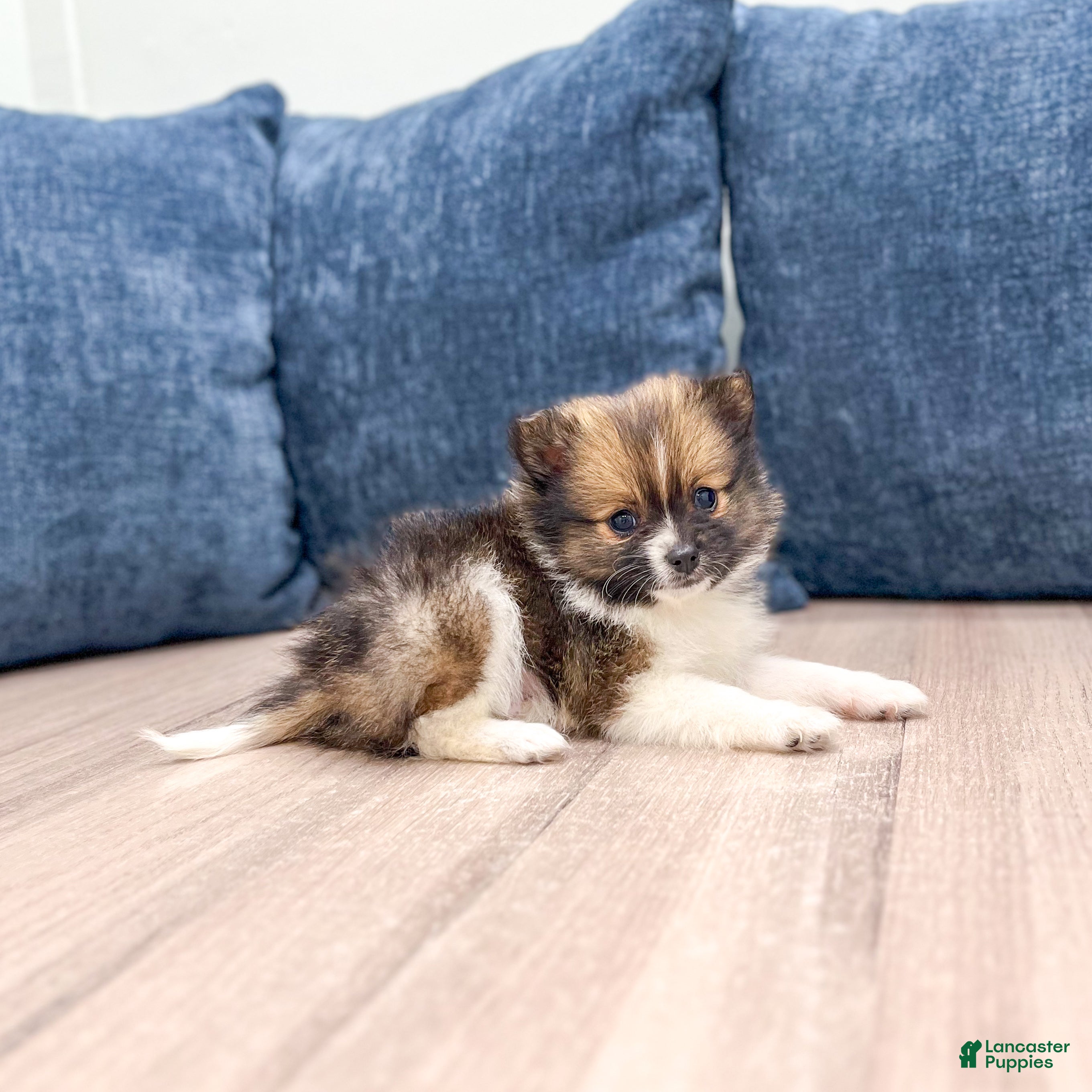 Pomeranian dogs Mason - Ad 1