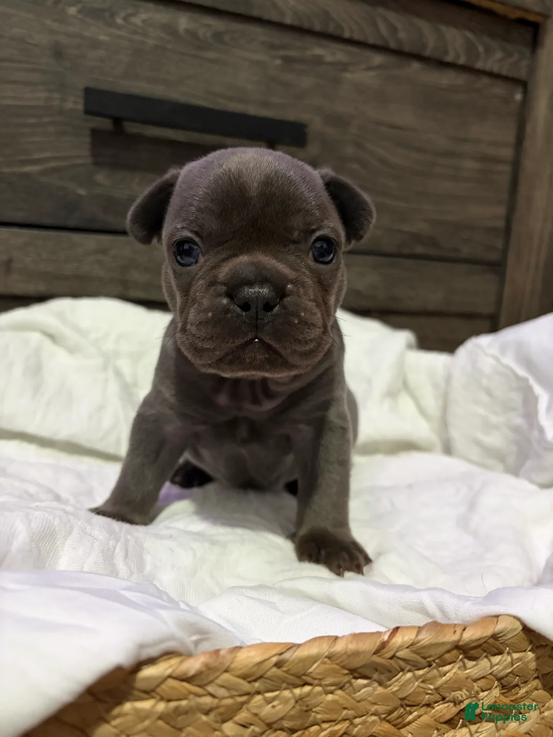 French Bulldog dogs for sale: Blaze - Ad 6