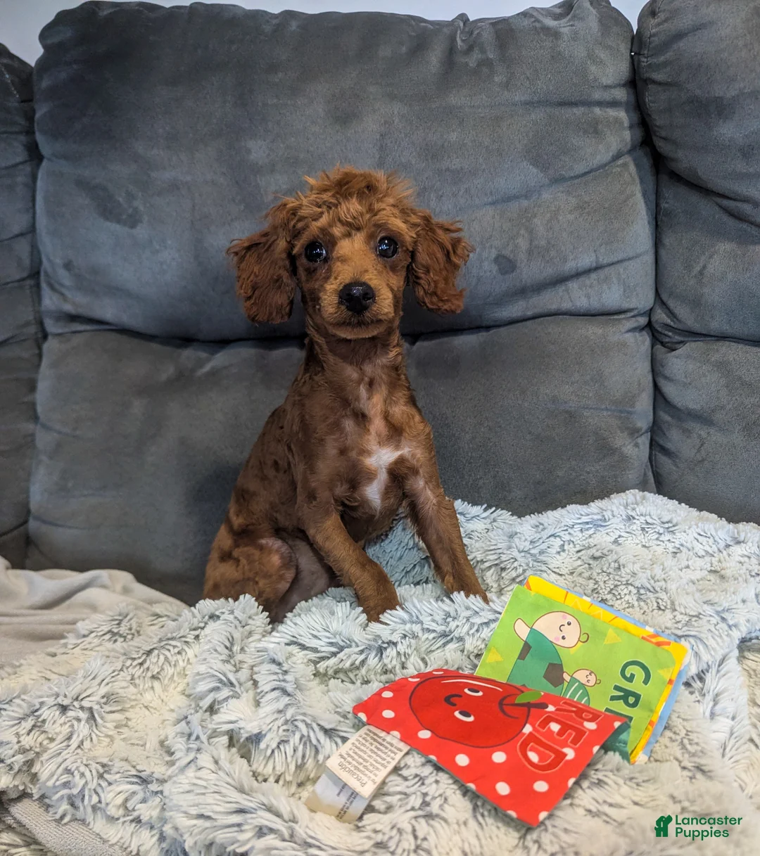 Toy Poodle dogs for sale: Gunner  - Ad 2