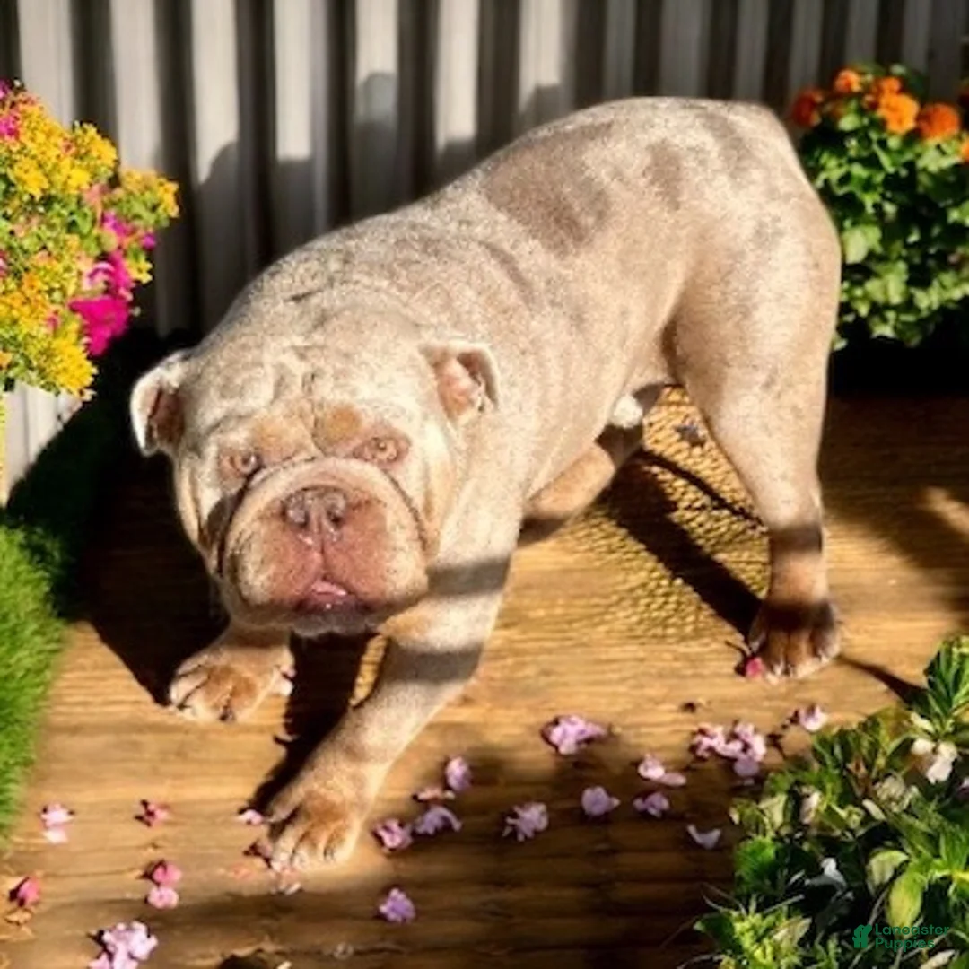 English Bulldog dogs for sale: Frank - Ad 3