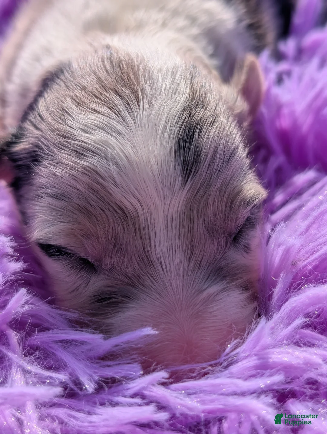 Border Collie dogs for sale: Puppy #6 - Ad 1