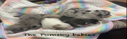Pomsky dogs for sale: Jack  - Ad 2