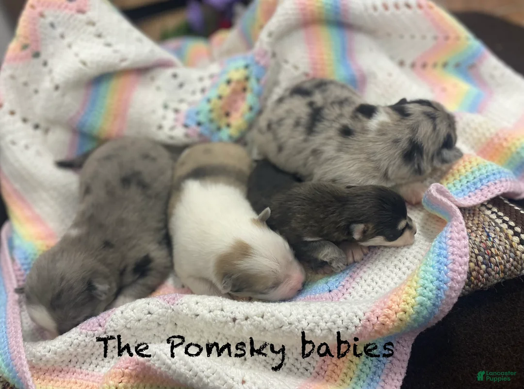 Pomsky dogs for sale: Jack  - Ad 2