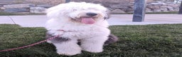 Old English Sheepdog dogs for stud: Old English Sheepdog  - Ad 1