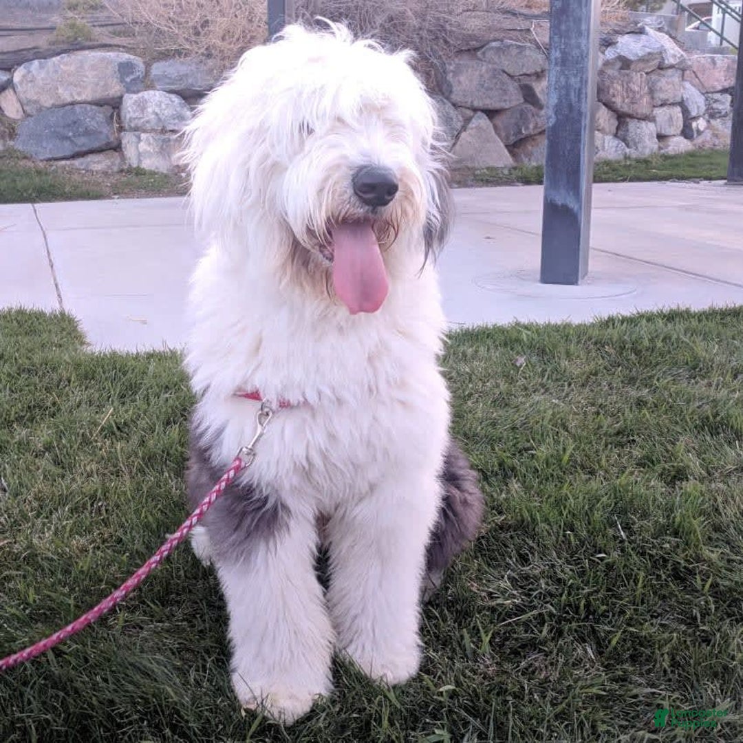 Old English Sheepdog dogs for stud: Old English Sheepdog  - Ad 1