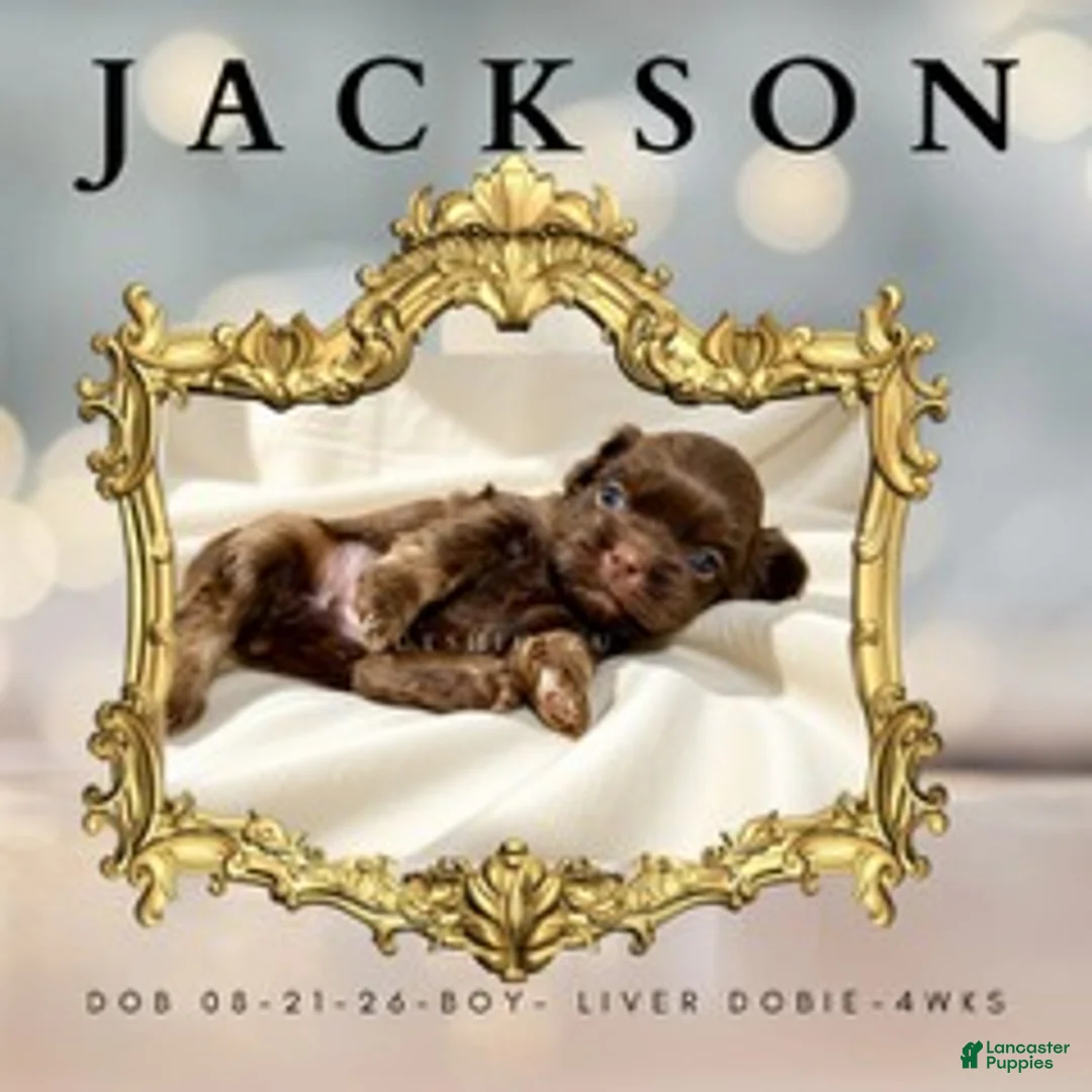 Shih Tzu dogs for sale: Jackson - Ad 1