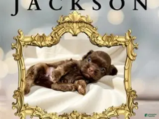 Shih Tzu dogs Jackson - Ad 40