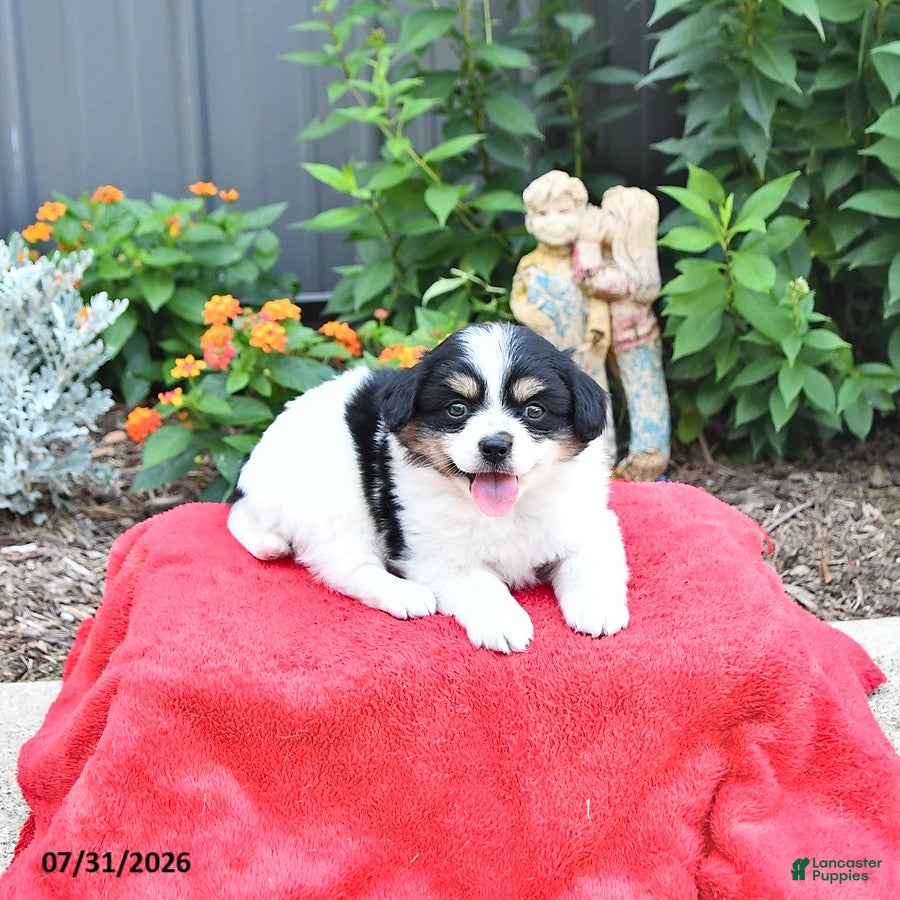 Mixed Breed dogs Stella - Ad 1